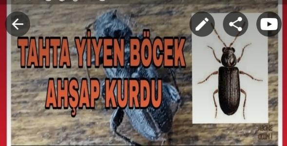 Ahşap kurdu ahşap böceği öldüren ilâç  